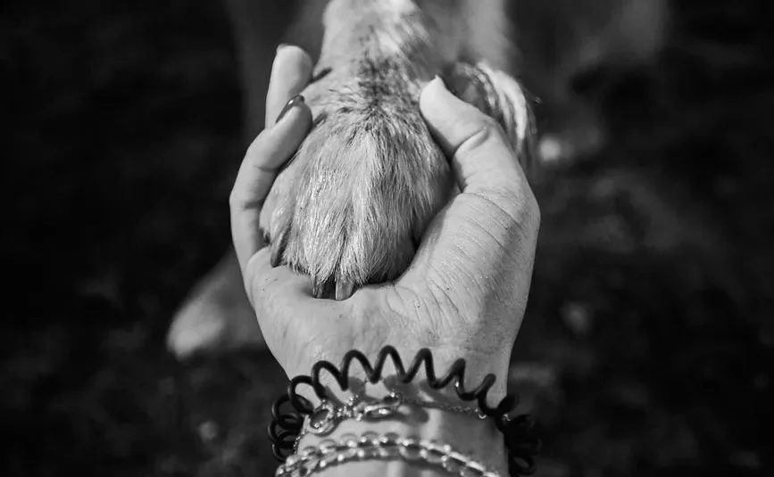 Best Cremation Bracelets for Pet Ashes: 9 Picks in 2026