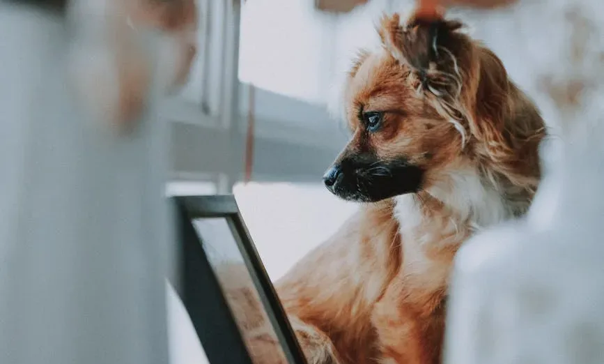 Best Dog Urns: 9 Picks in 2026 featured image