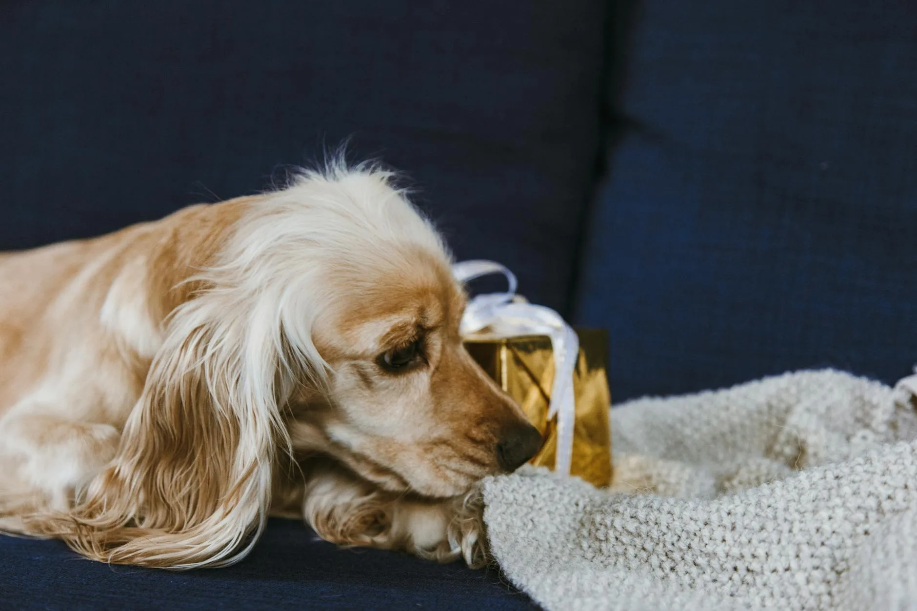 Best Memorial Gifts for Loss of Dog: 9 Picks in 2026