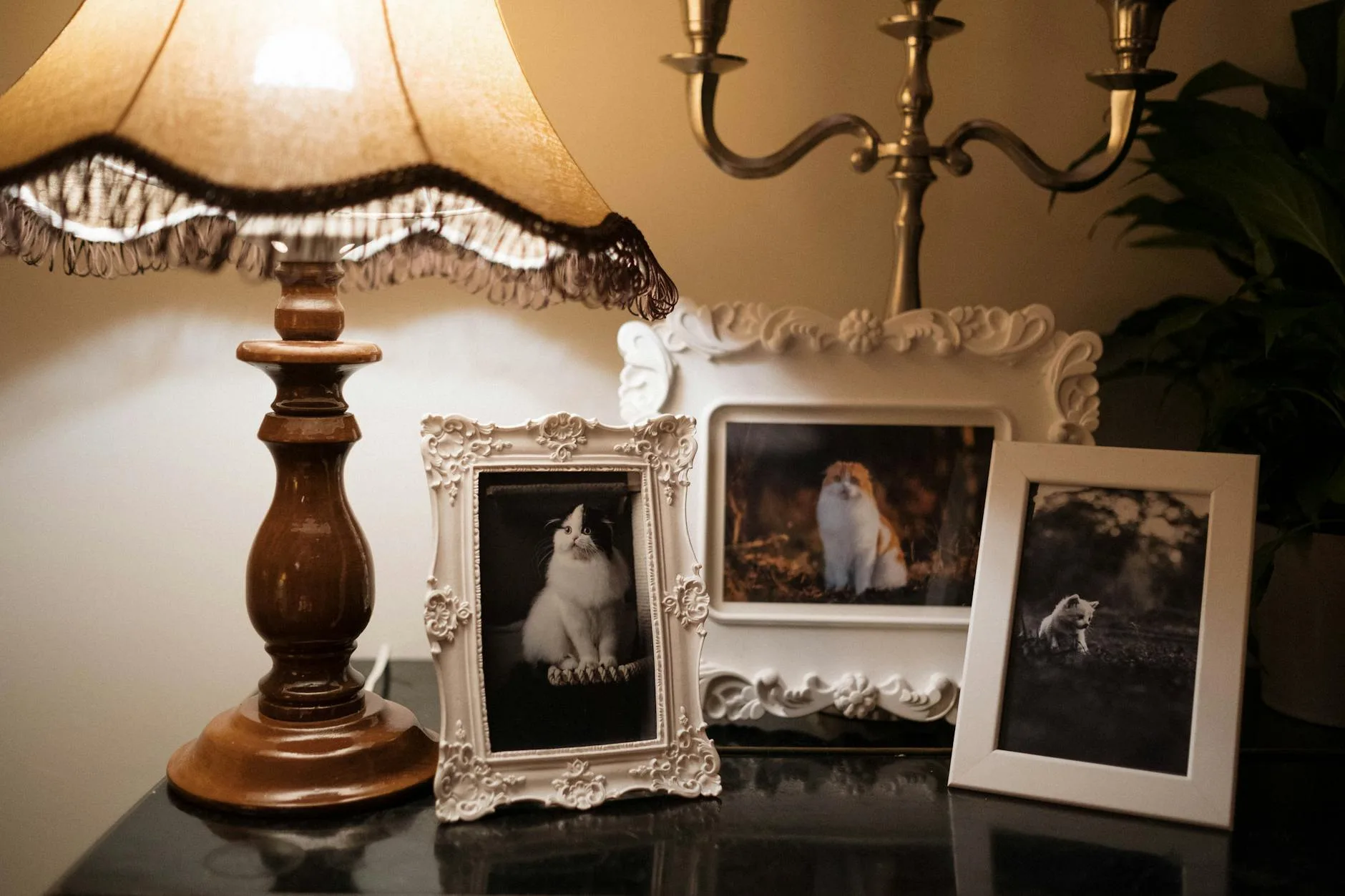 Best Pet Cremation Photo Frames: 9 Picks in 2026