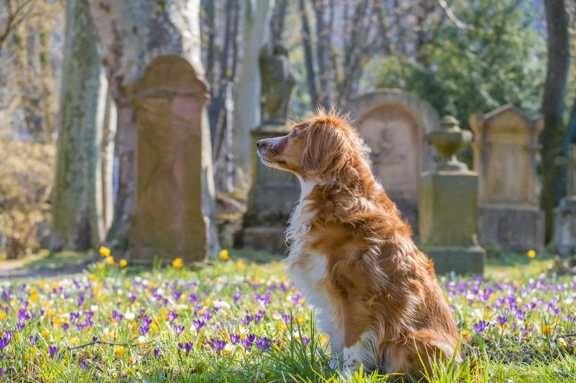 Best Pet Cremation Remembrance Decor: 9 Picks in 2026
