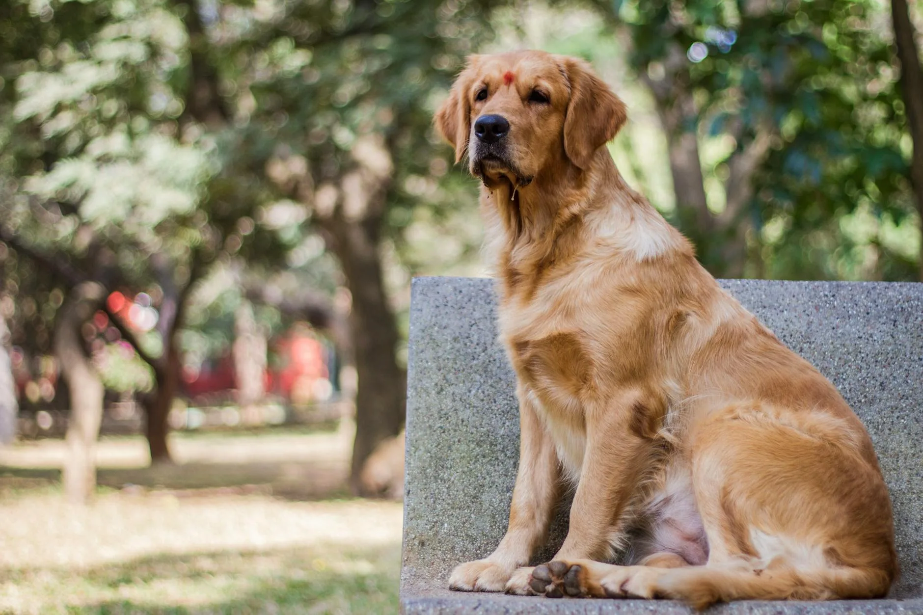 Best Pet Memorial Benches: 9 Picks in 2026