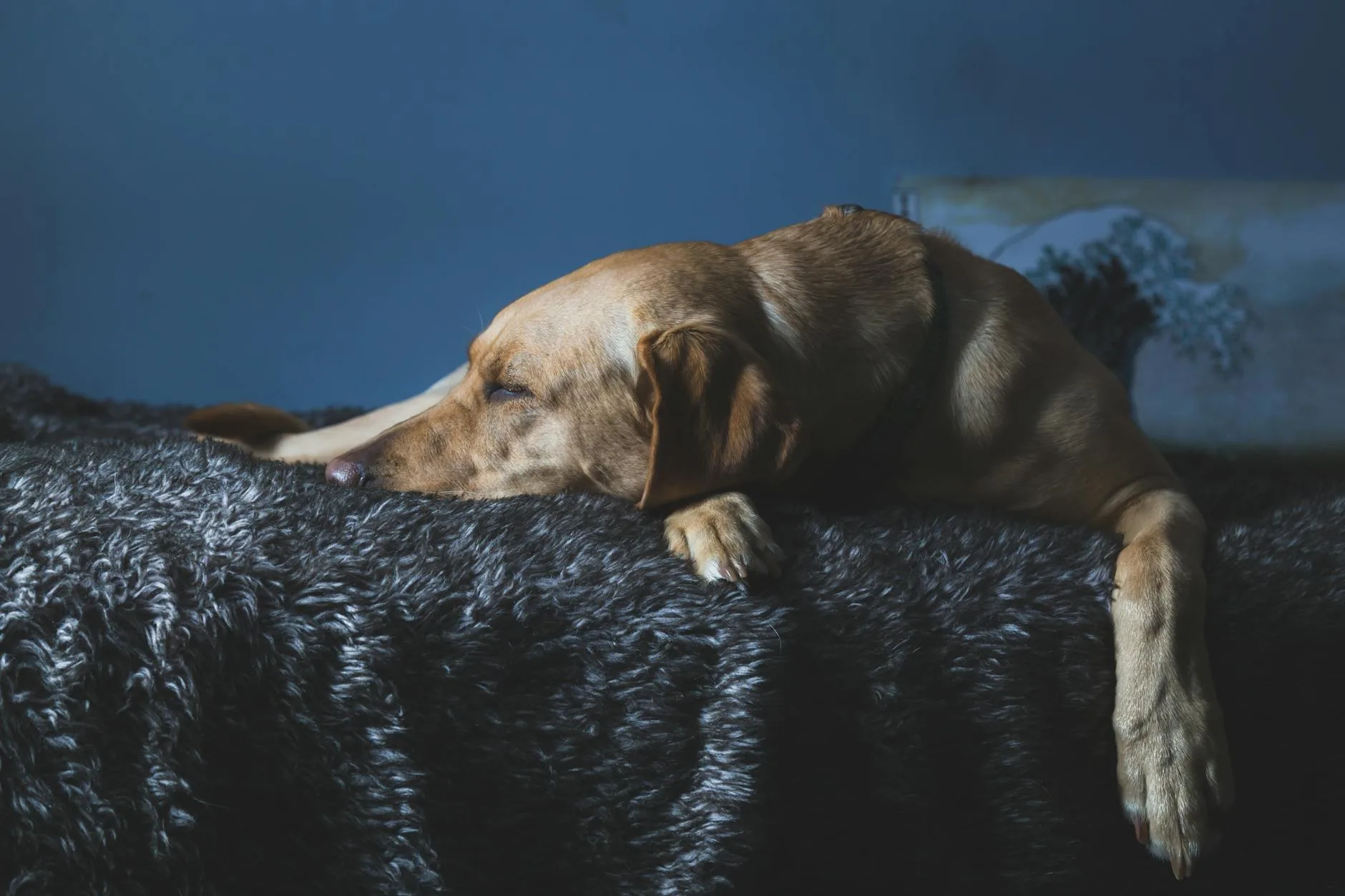 Best Pet Memorial Blankets: 9 Picks in 2026
