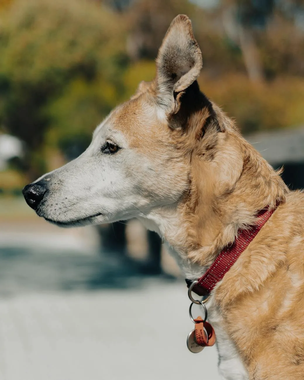 Best Pet Memorial Keychains: 9 Picks in 2026