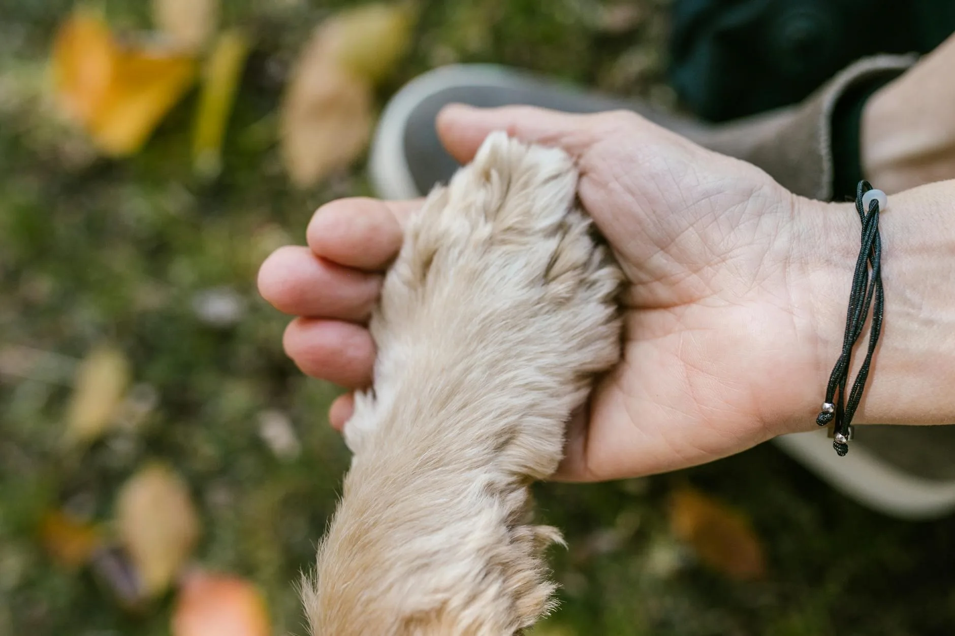 How Long Does Pet Grief Last? Understanding the Healing Process featured image