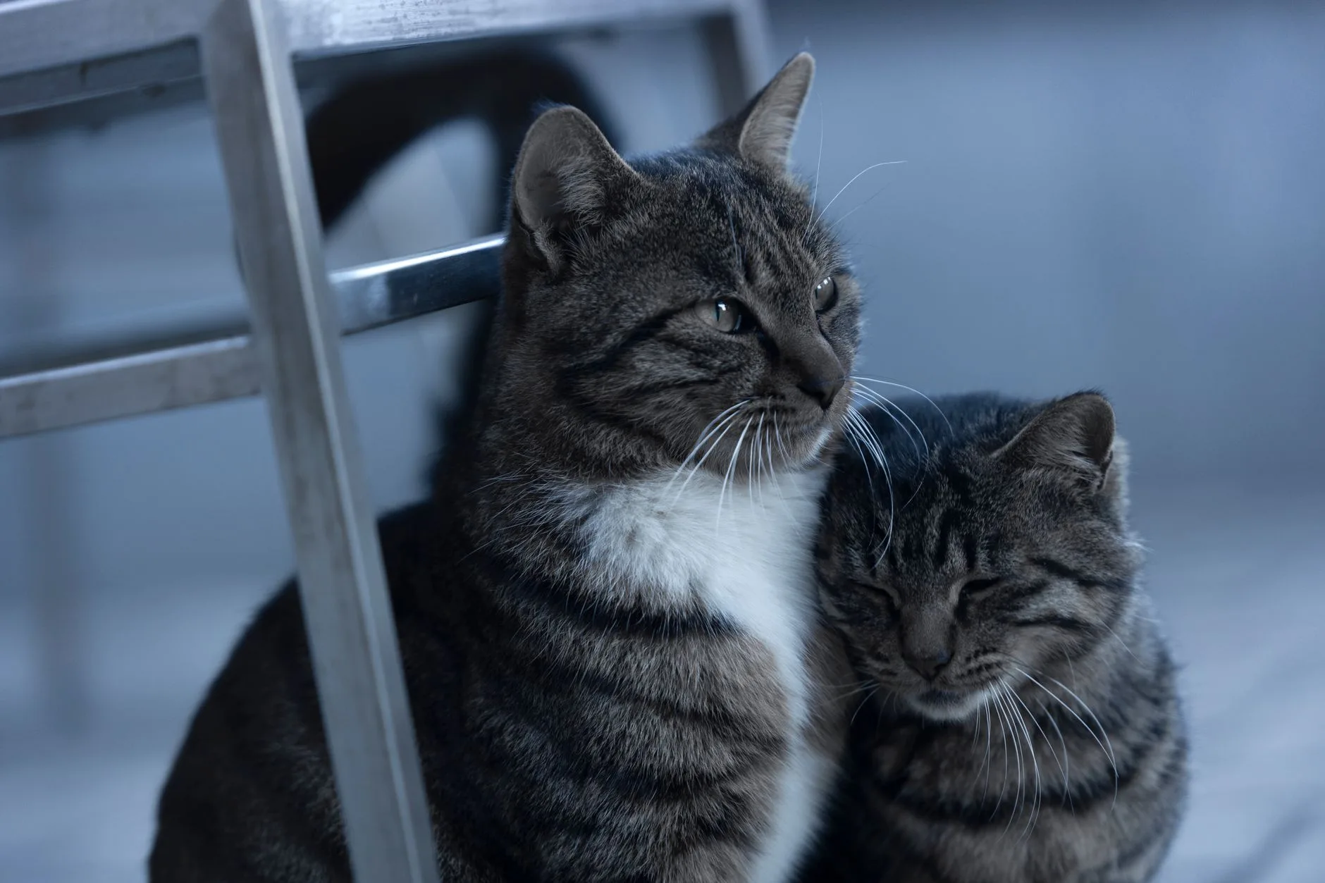 Two tabby cats cuddling, one appearing to comfort the other — a quiet example of how cats grieve a companion.