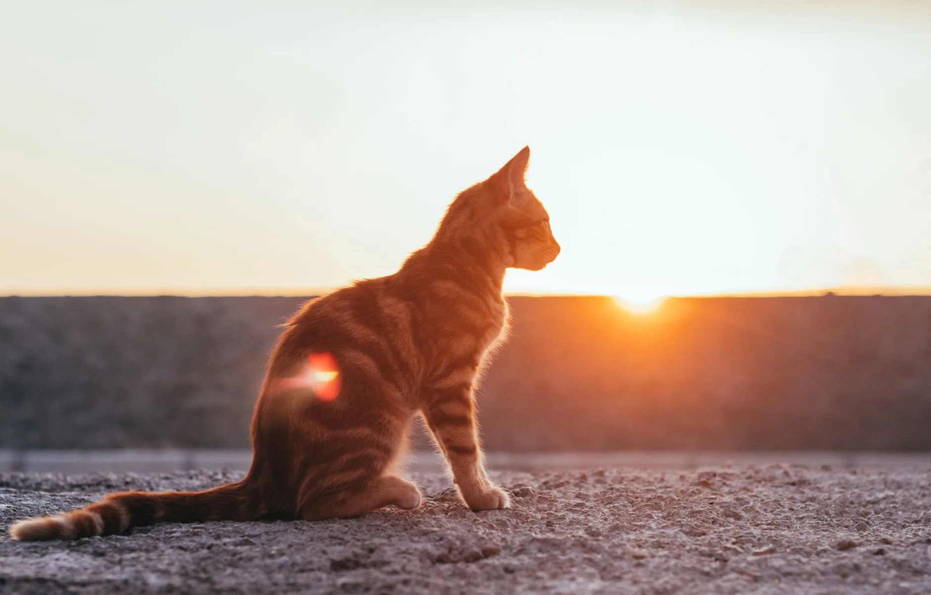 Ginger tabby cat sitting and gazing at the sunset, evoking quiet reflection for coping with cat loss and grief