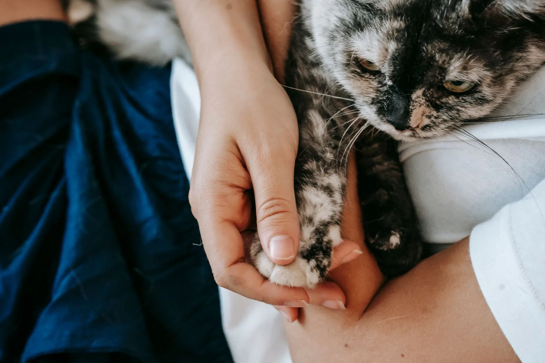Person gently holding a tortoiseshell cat's paw as it rests, a comforting scene for those grieving loss of cat.