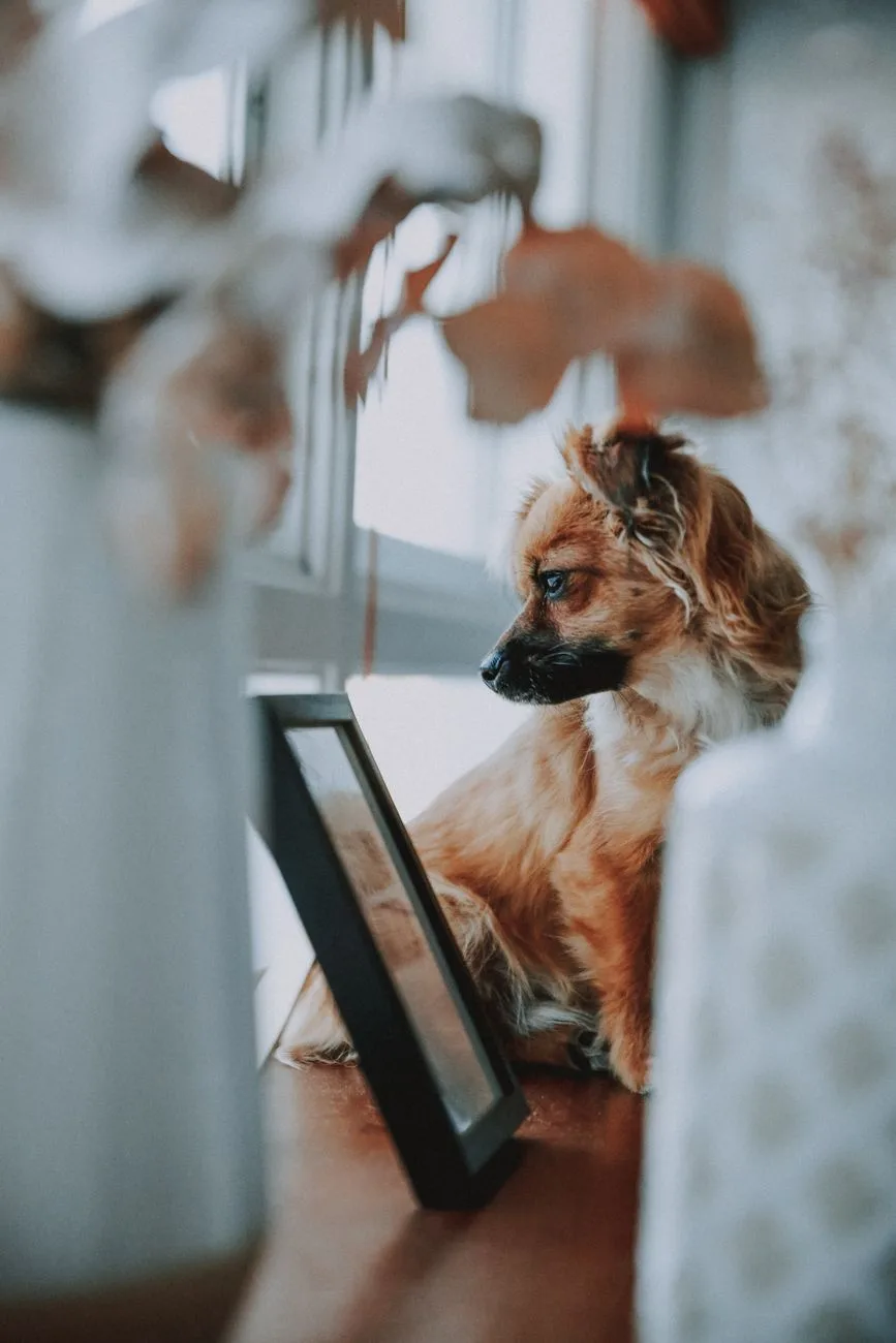 Small brown dog gazes at a framed photo on a windowsill, evoking loss of dog and quiet remembrance.