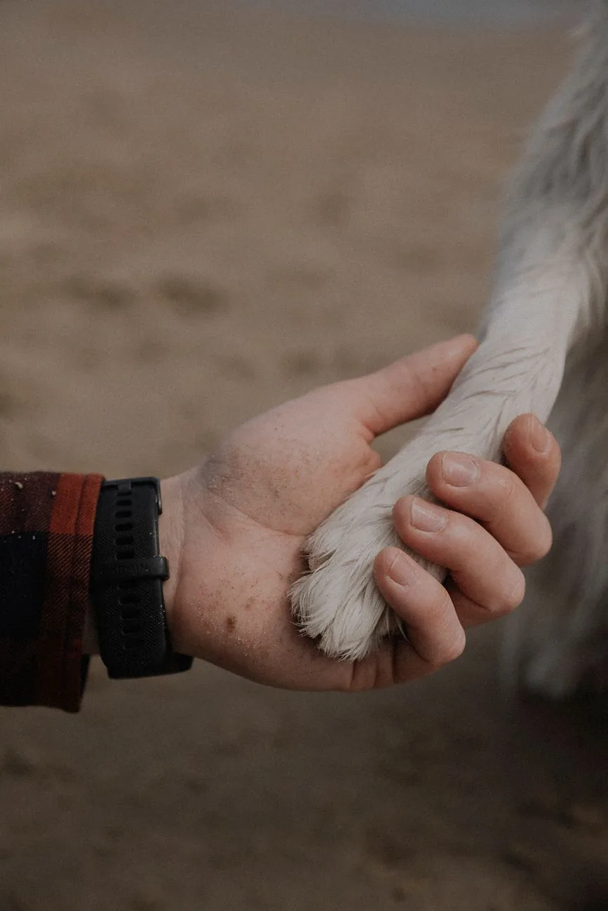 Human hand gently holding a dog's paw, conveying comfort and support during pet grief counseling