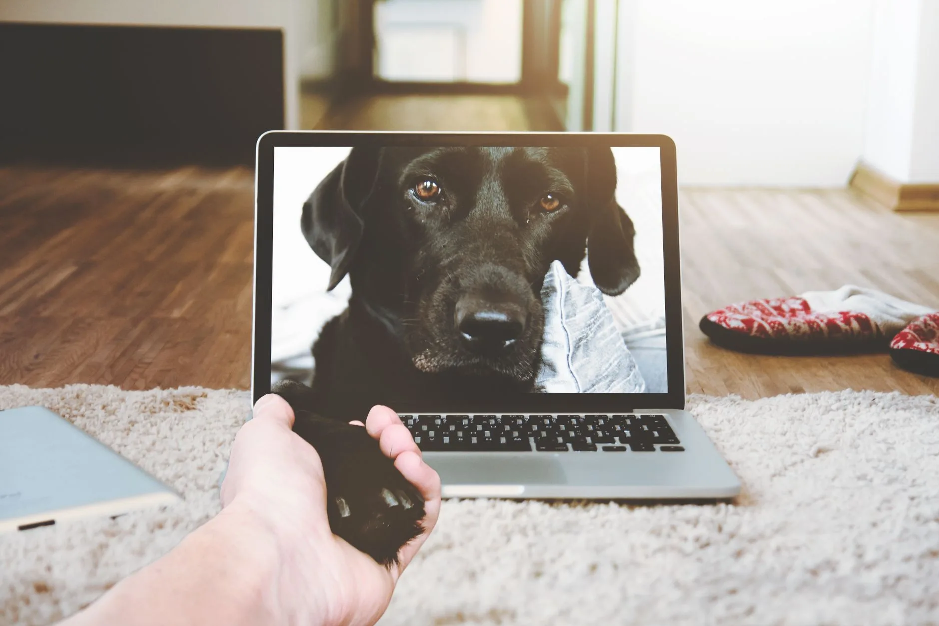 Person holding a black dog's paw through a laptop screen, symbolizing online pet loss support and grief comfort.