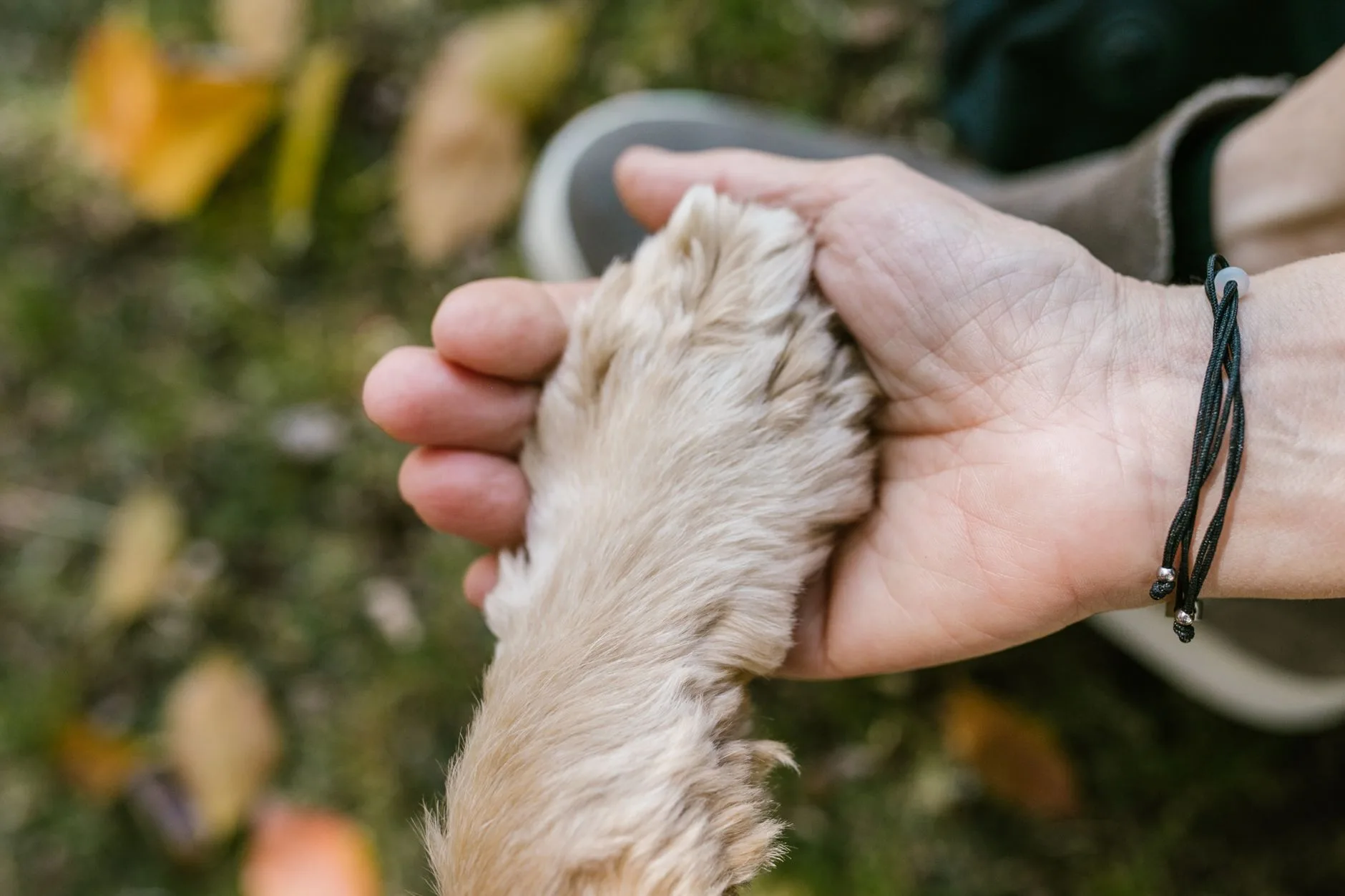 Human hand gently holding a dog's paw, symbolizing pet loss support for grieving pet owners.