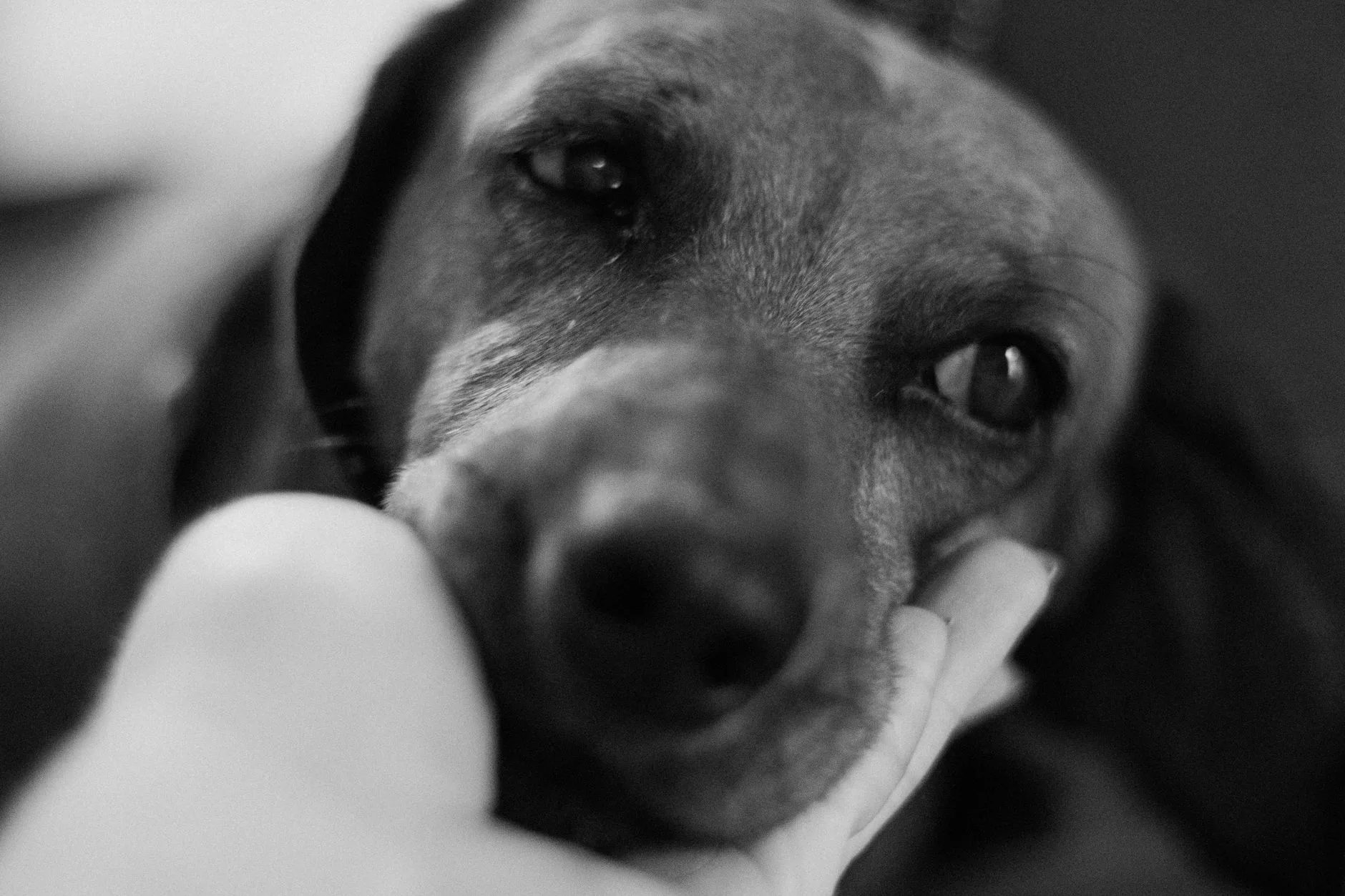 Sad dog being comforted by an owner's hand, a tender moment when preparing emotionally for pet euthanasia