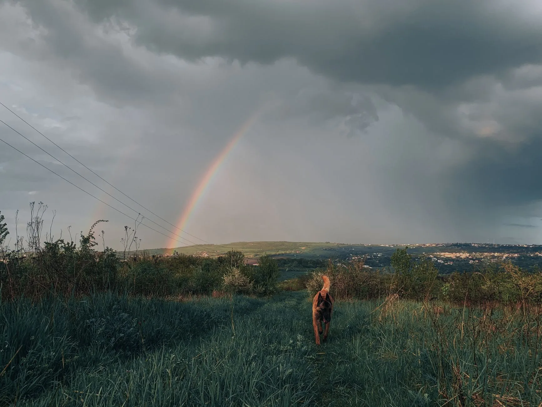Dog walking toward the viewer beneath a vivid rainbow over hills, suggesting the Rainbow Bridge for grieving pet owners.