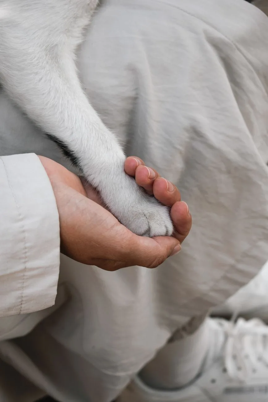 Person gently holding a cat's paw, symbolizing comfort and decision-making about euthanizing a cat