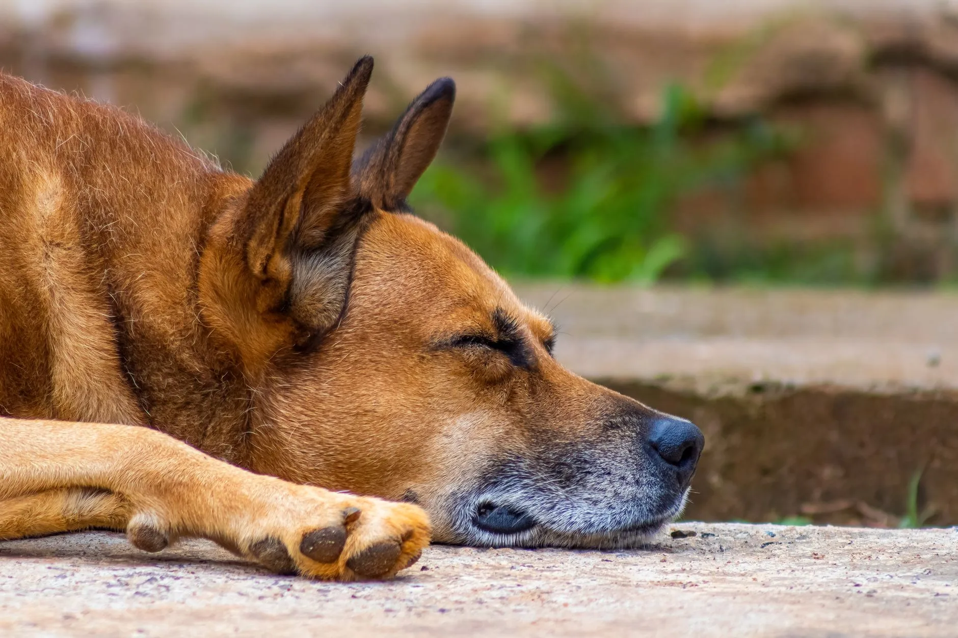 Elderly brown dog resting with eyes closed and graying muzzle, illustrating an aging pet facing euthanasia decisions.