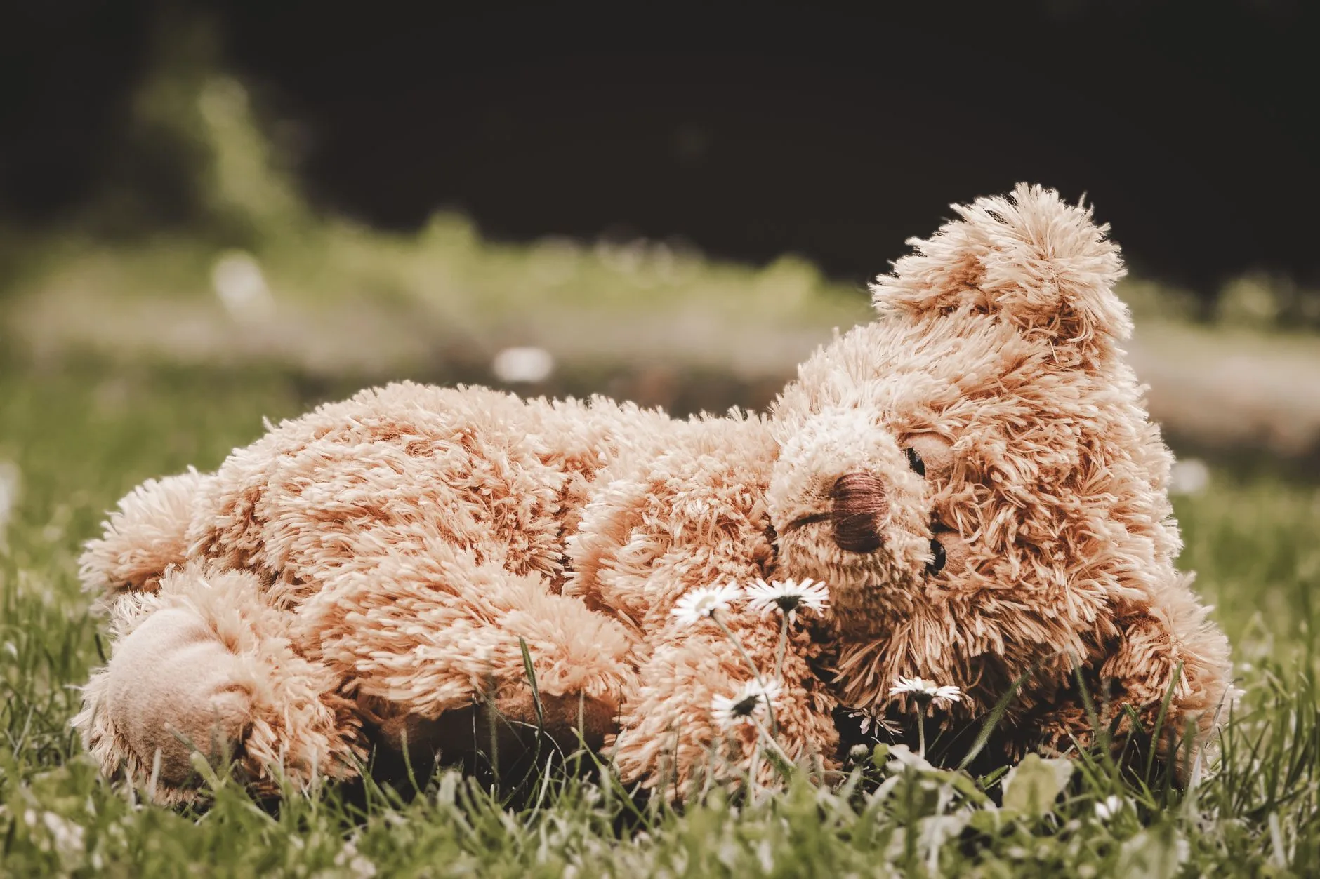 Worn stuffed teddy bear lying in grass with daisies, evoking the loss of a childhood pet and deep nostalgia